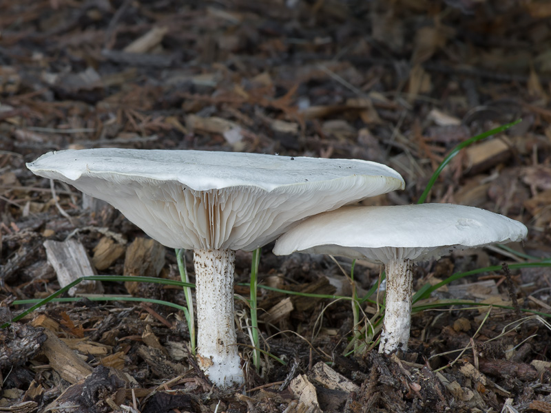 Melanoleuca verrucipes